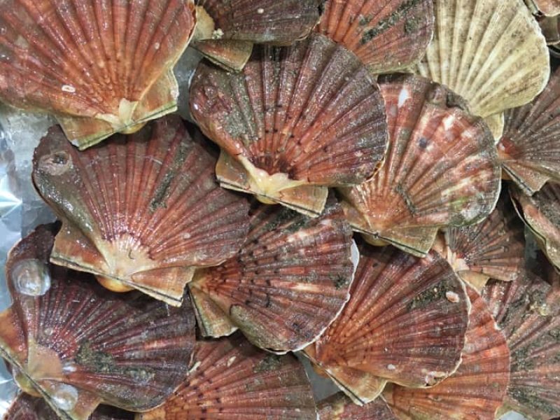 Coquillages 3